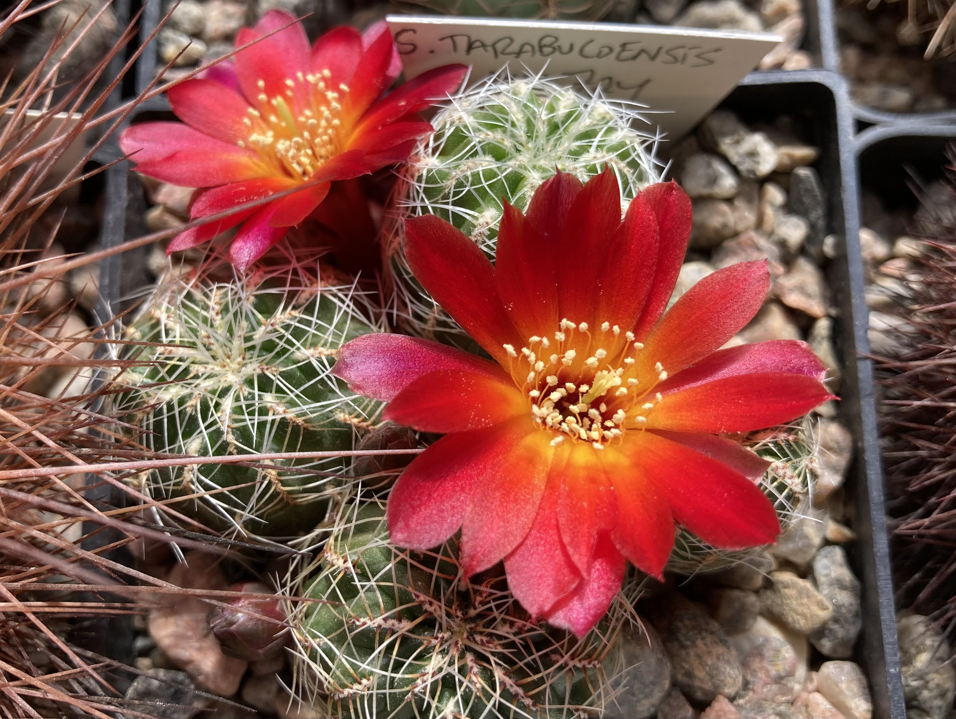 Sulcorebutia tarabucoensis MN 724 (S Jatun Mayo, 3370m, Bol)