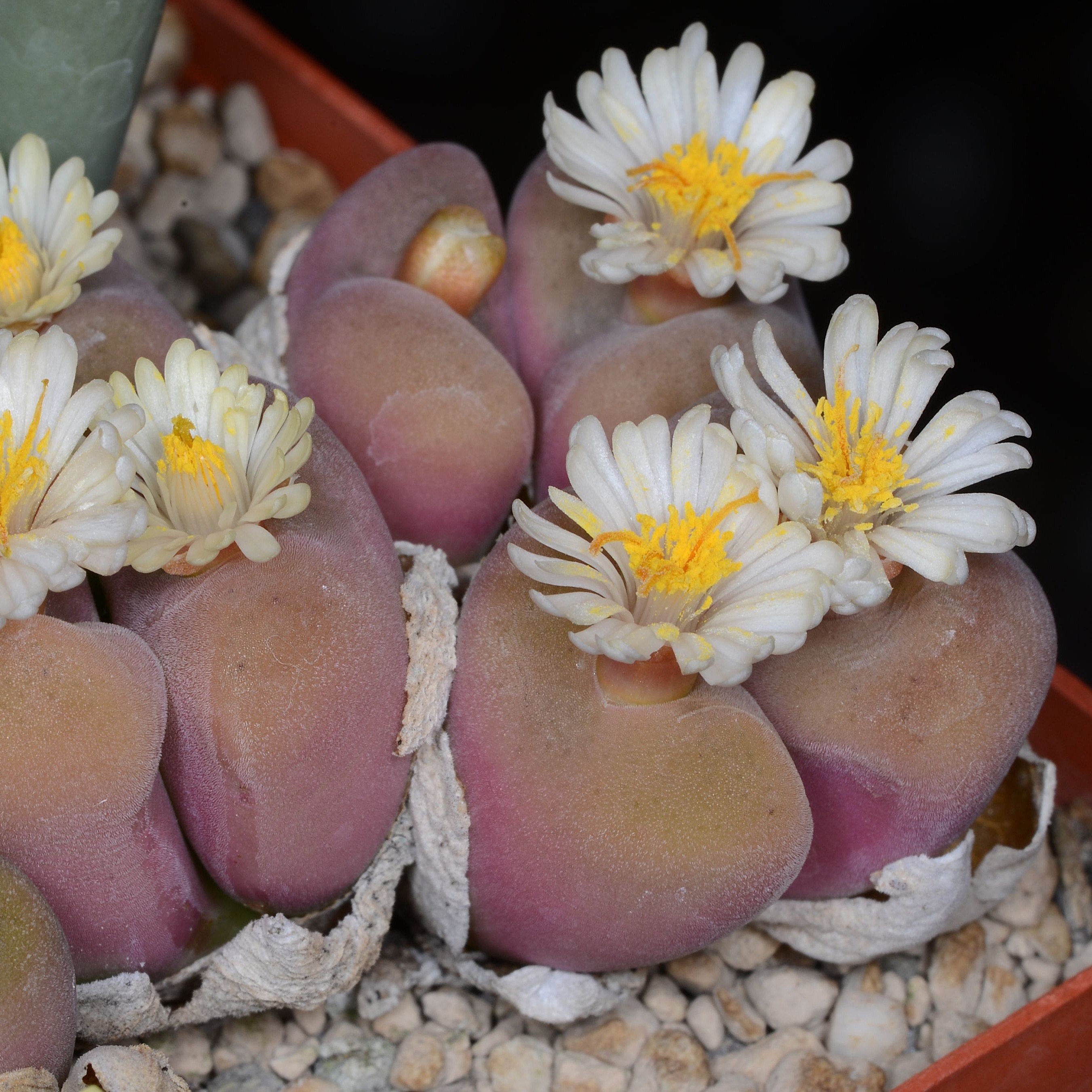 Conophytum concavum  (W Soebatsfontein) - 2