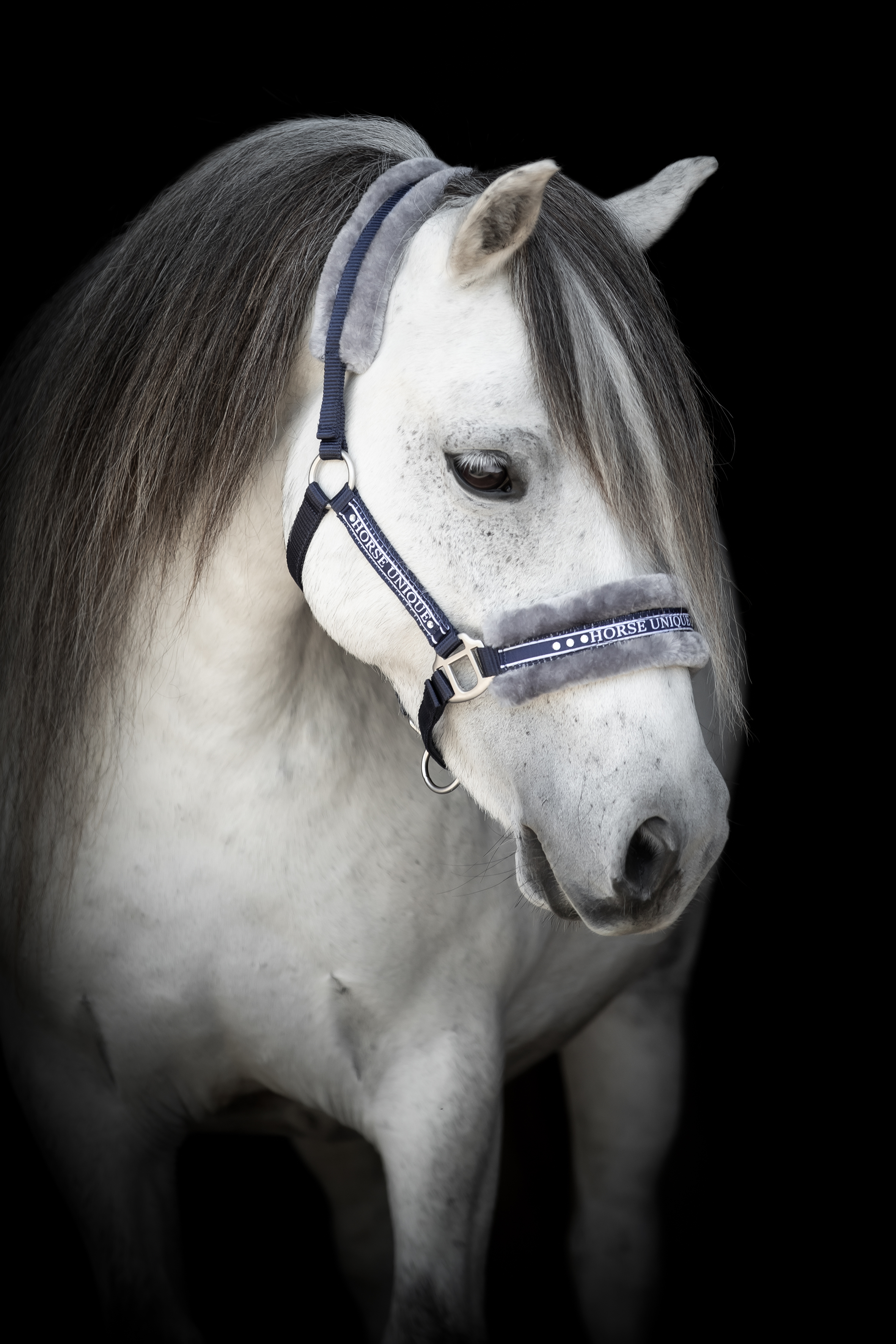 Källquist Equestrian Grimma Minishetland - Marin/Grå