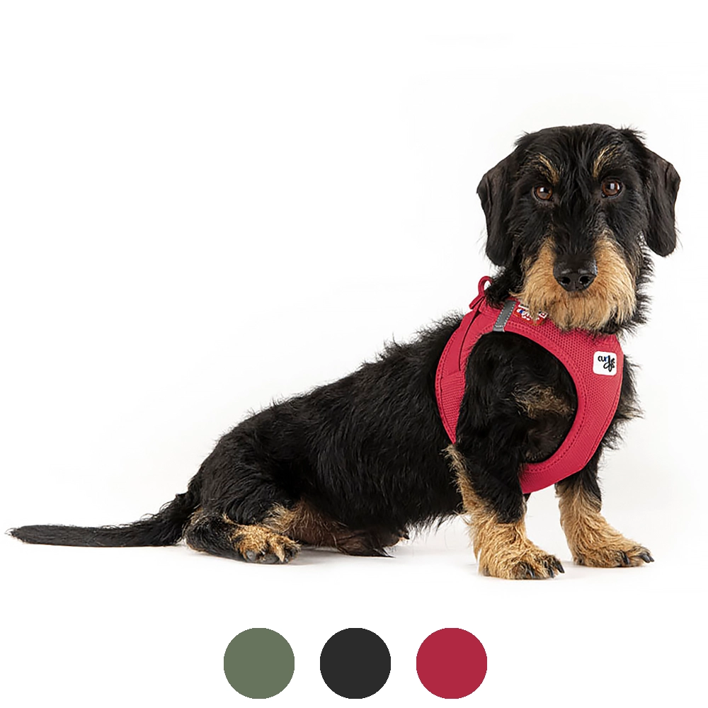 Curli hundsele passar även den minsta hunden