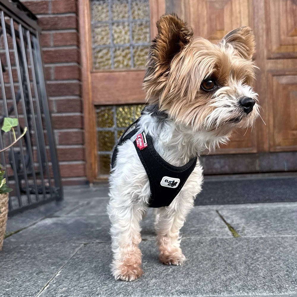Hundsele till liten hund
