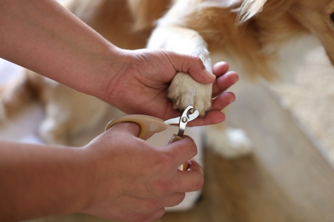 Magic Brush Nail Trimmer 