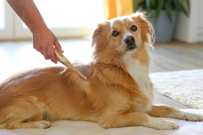 Magic Brush Fur Comb Fine