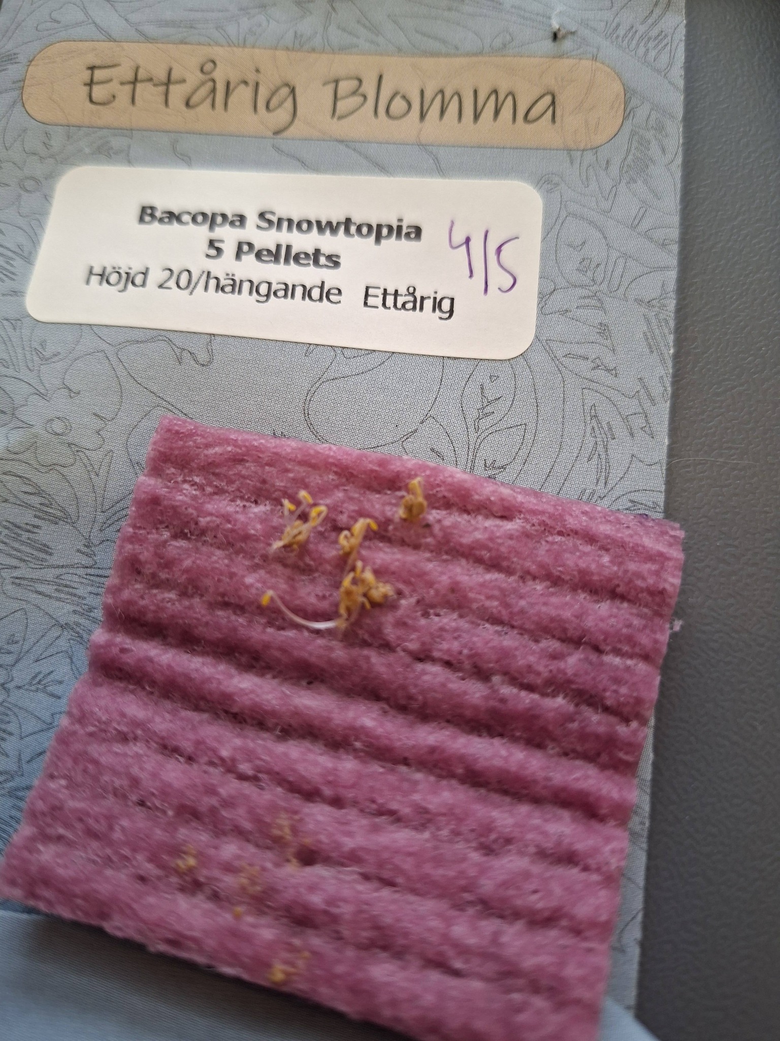 Bacopa F1  "Snowtopia" vit F1 5 pellets - 3