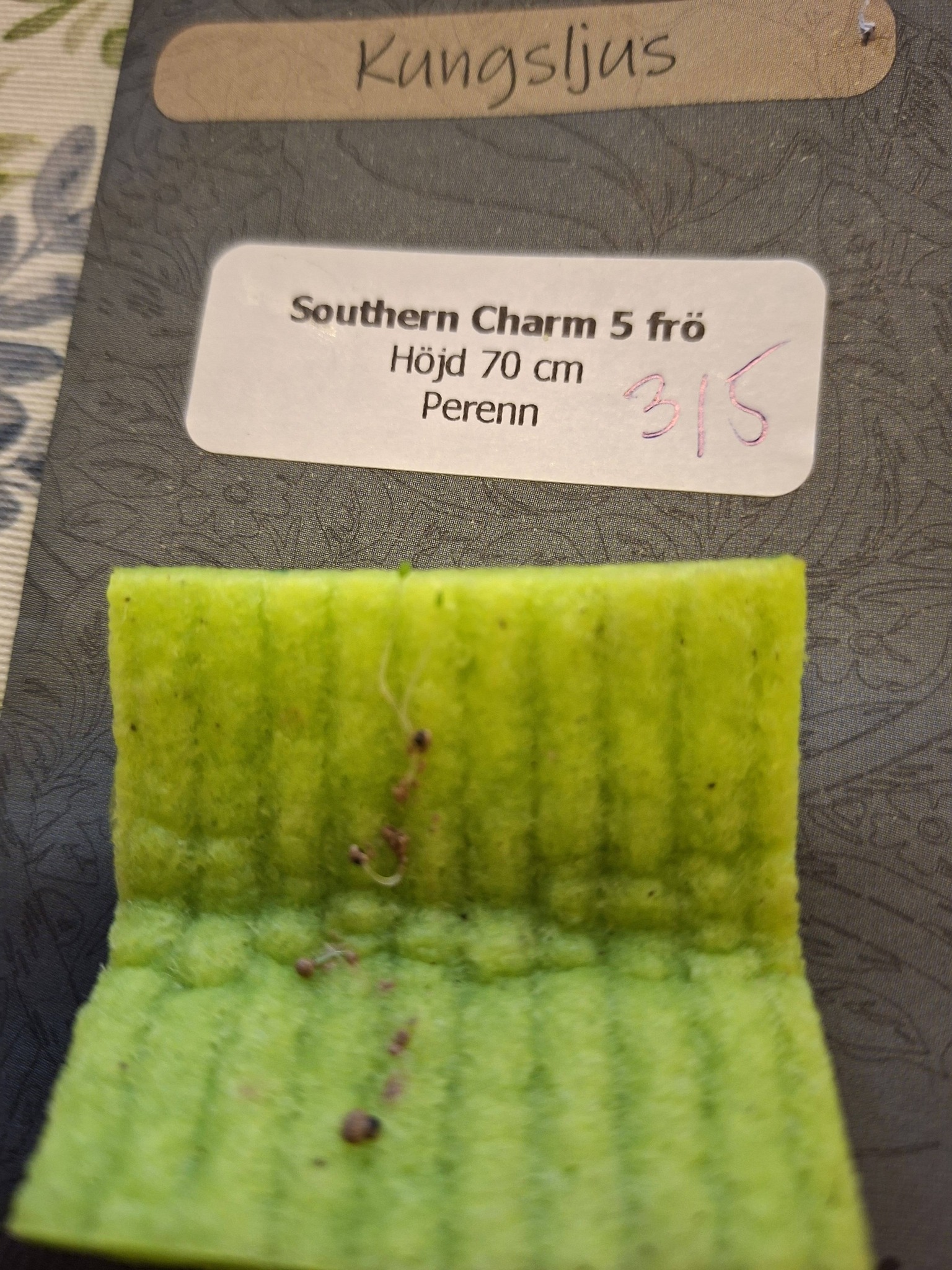 Kungsljus Southern charm, F1 5 multipellets - 3