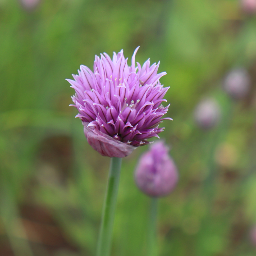 Gräslök - Broadleaf - 3