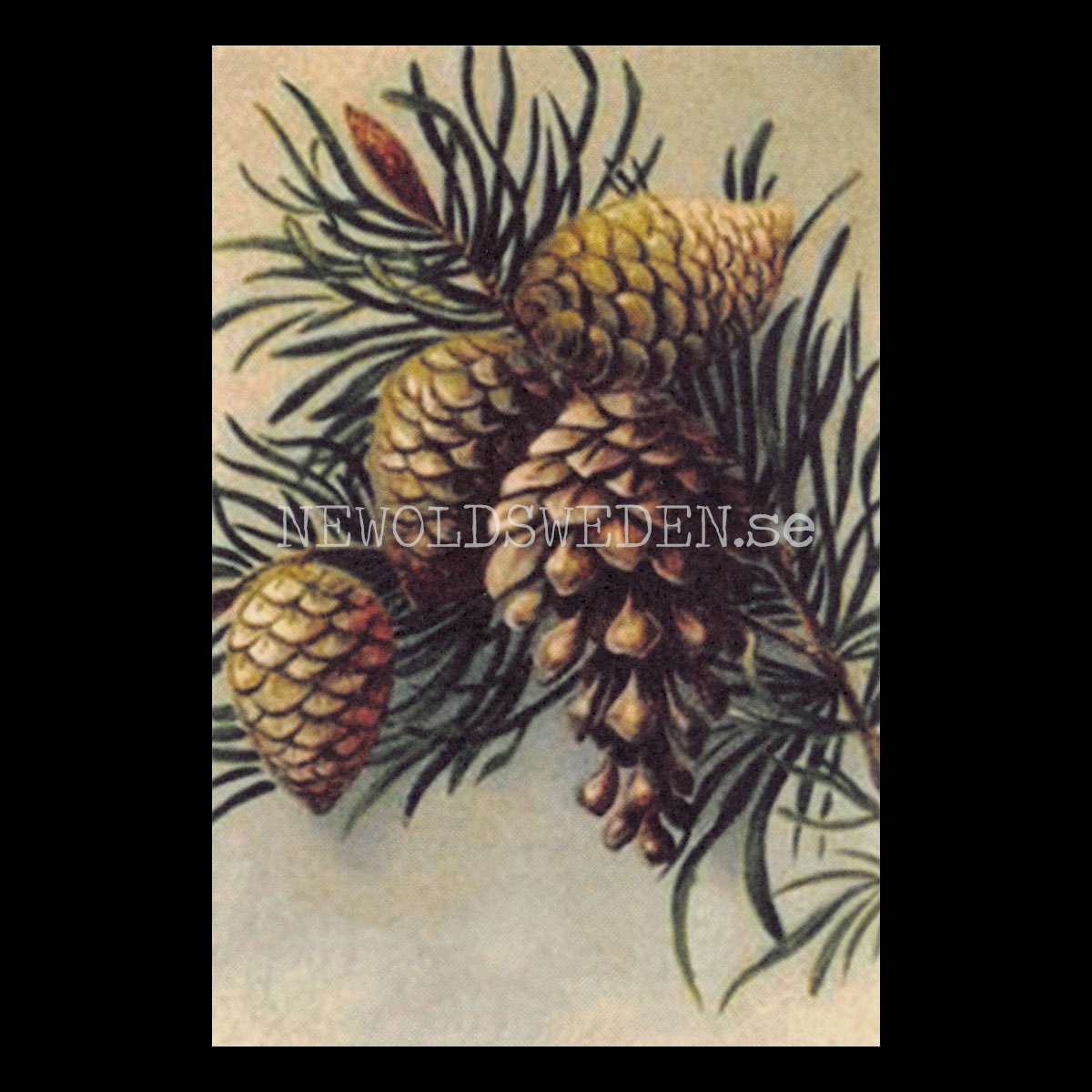 Kottar Vintage Vykort Nr: 261 - 10 x 15 cm - 433