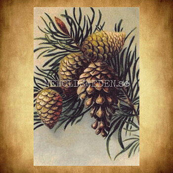 Kottar Vintage Vykort Nr: 261 - 10 x 15 cm - 433