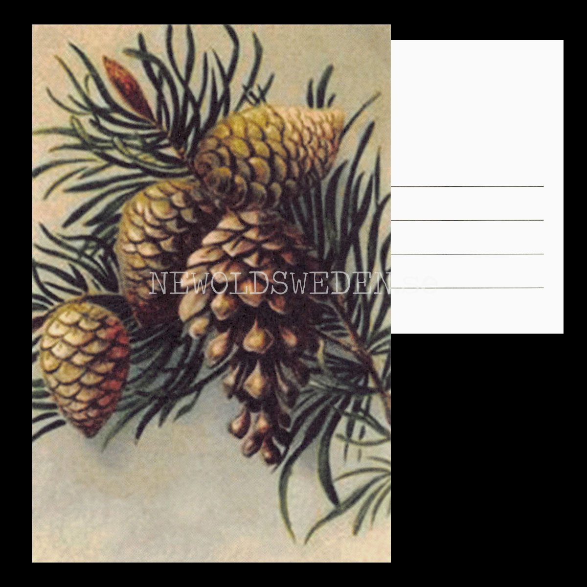 Kottar Vintage Vykort Nr: 261 - 10 x 15 cm - 433 - 3