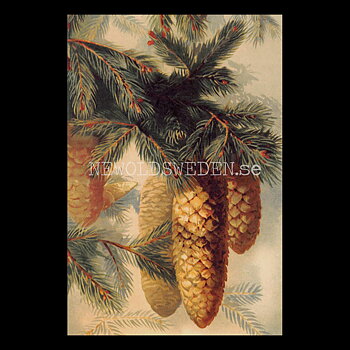 Julkort Vintage Vykort Nr: 446 - 10 x 15 cm - 438
