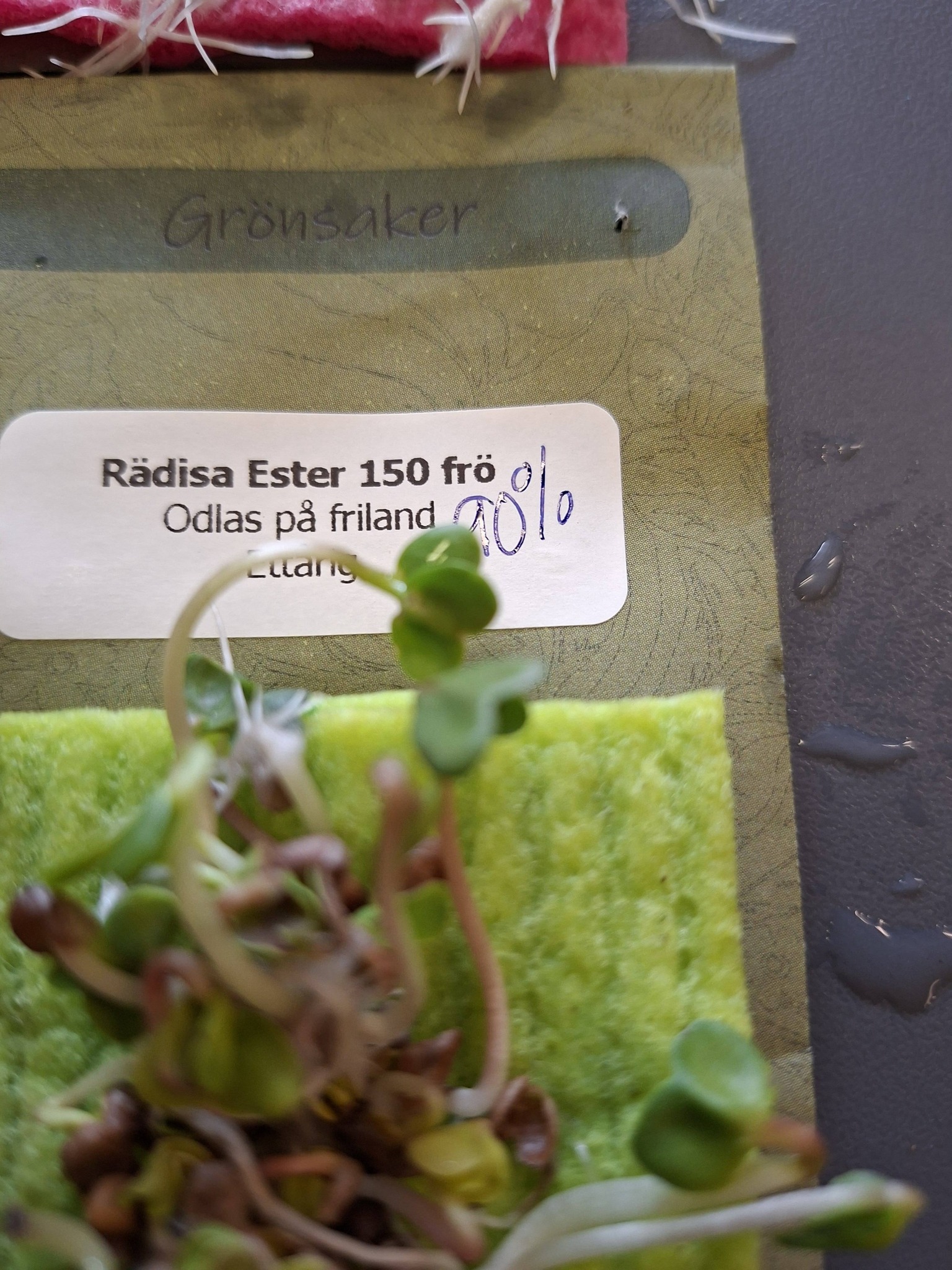 Rädisa Ester 150 frön - 2