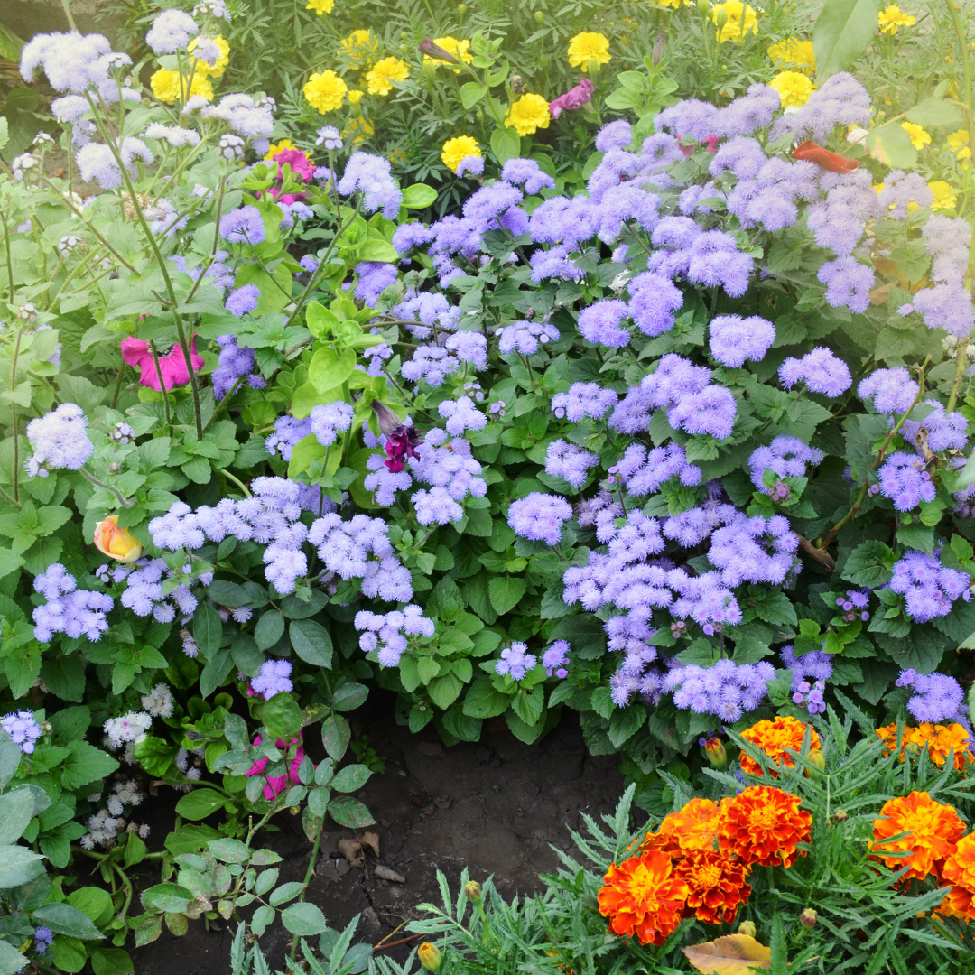 Ageratum - Tall Blue Cutting