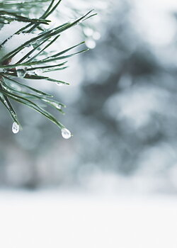 Winter Tree