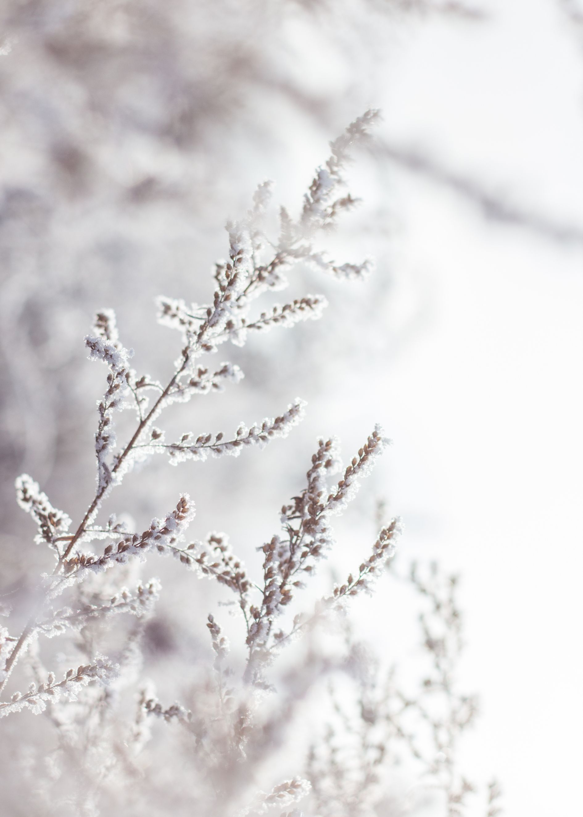 White winter poster - 2
