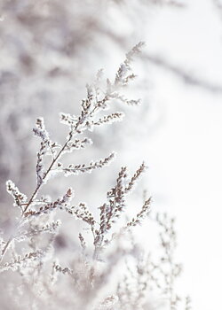 White winter poster