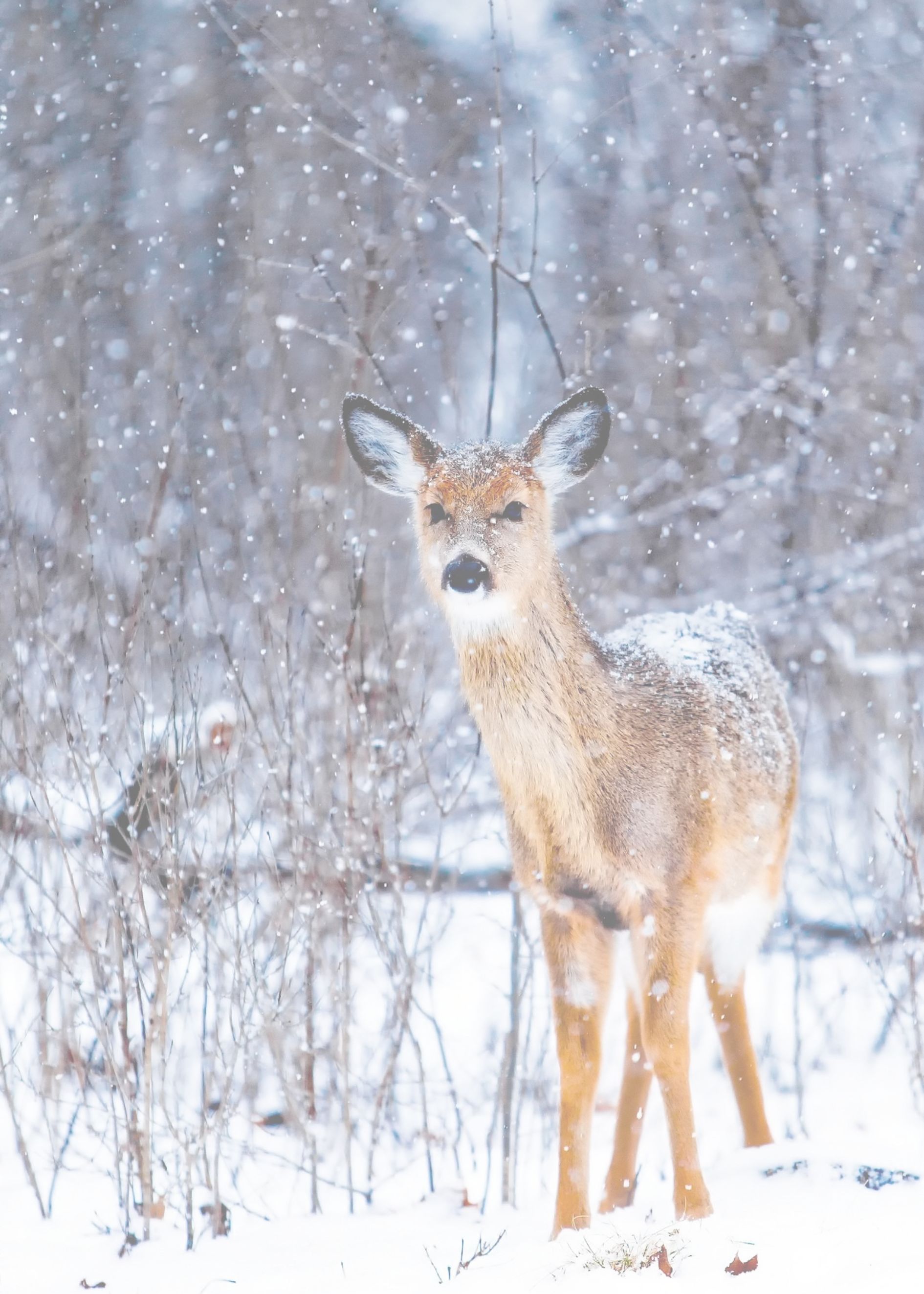 Winter animal poster - 2