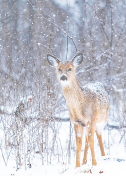 Winter animal poster