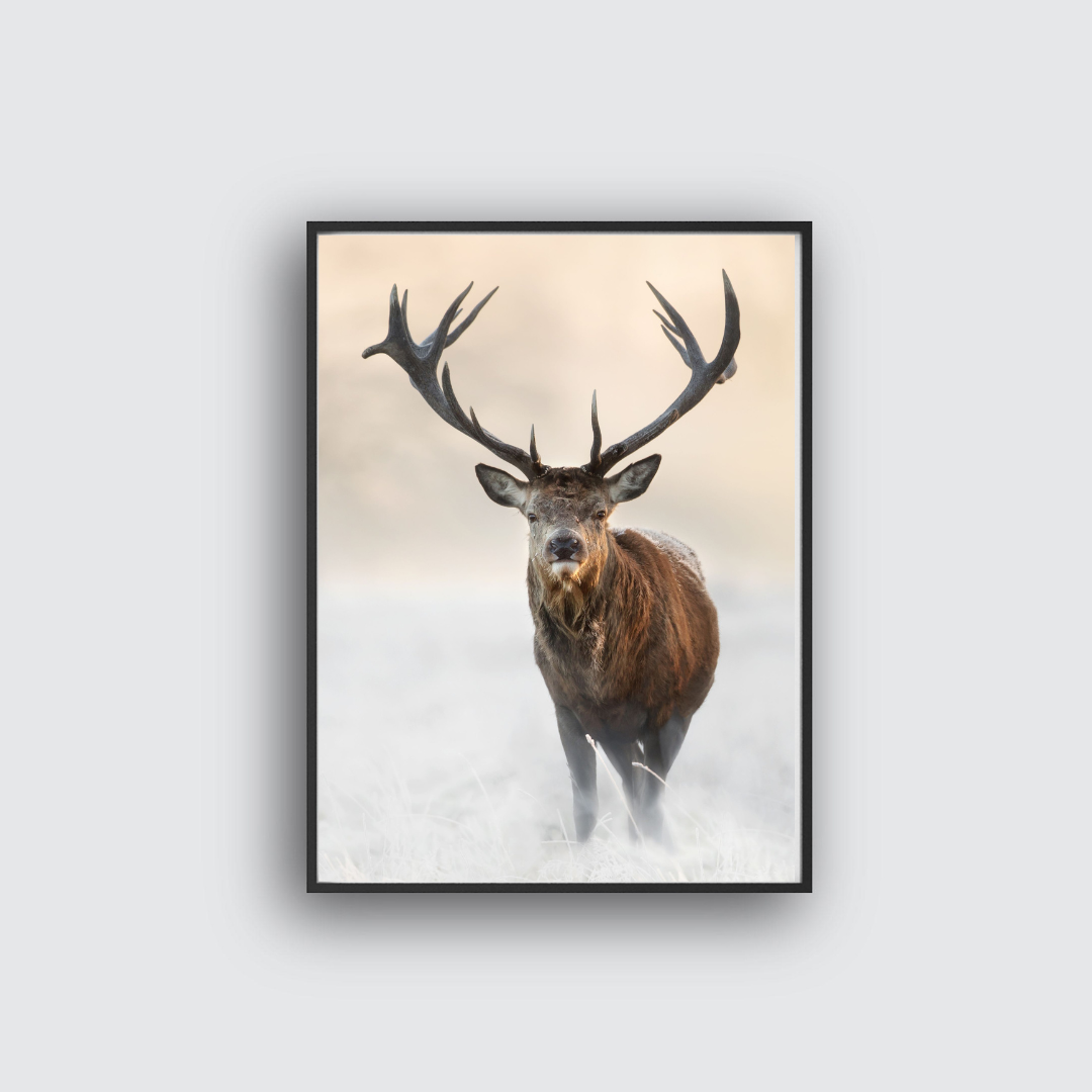Deer poster