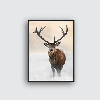 Deer poster