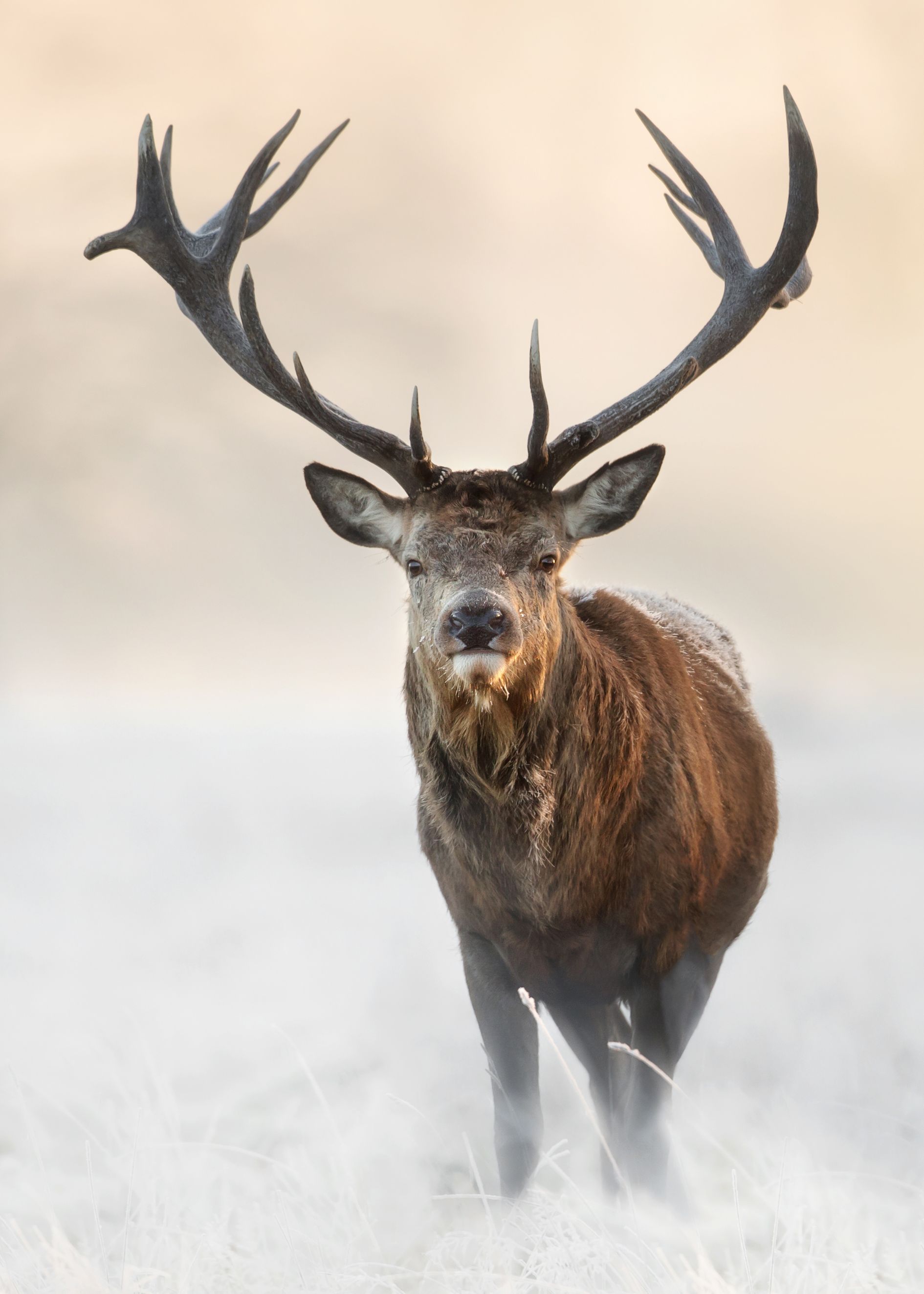 Deer poster - 2