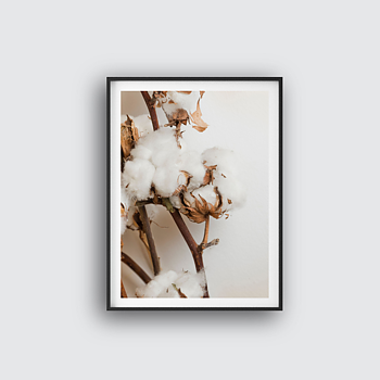 Cotton flower poster