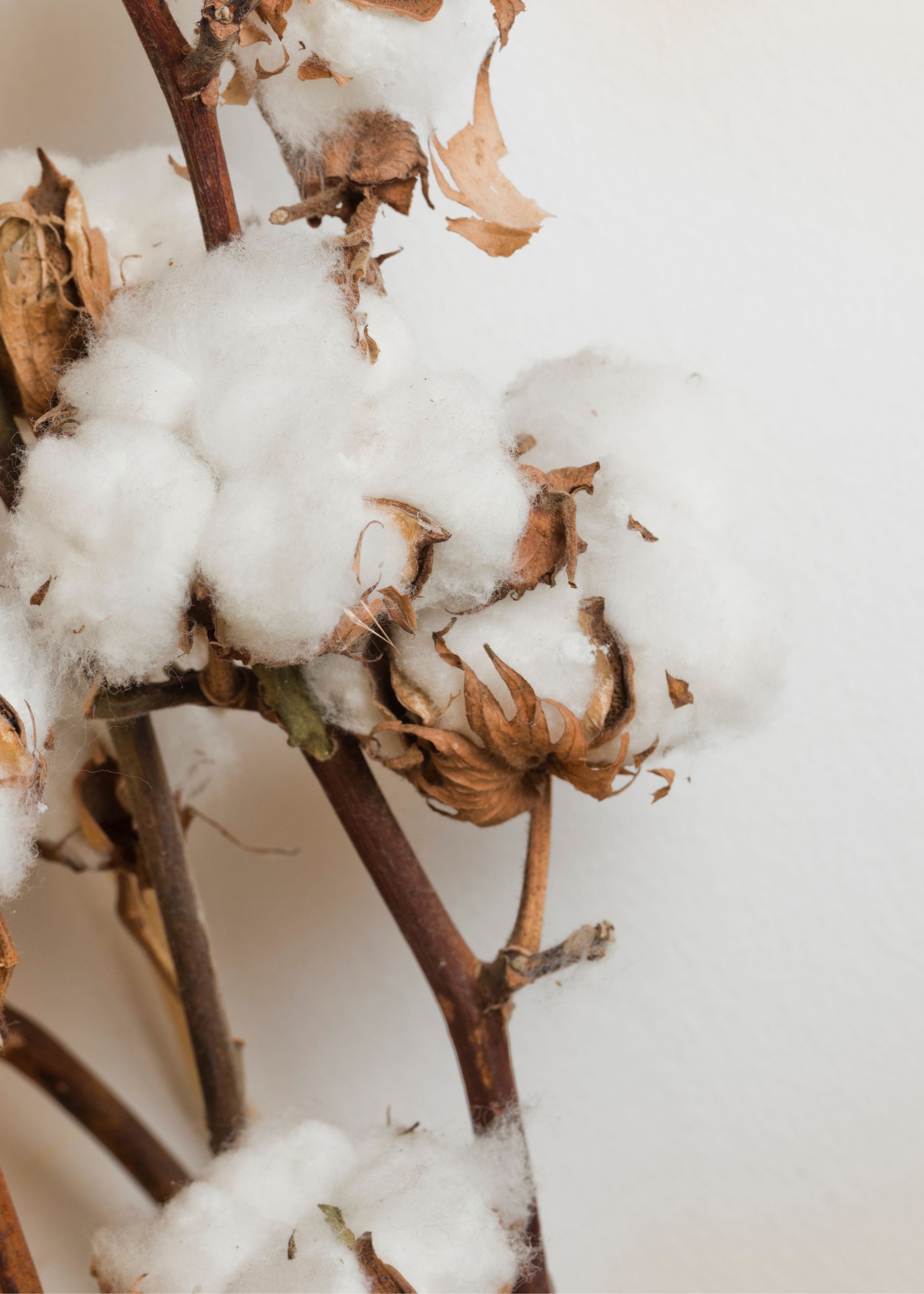 Cotton flower poster - 2