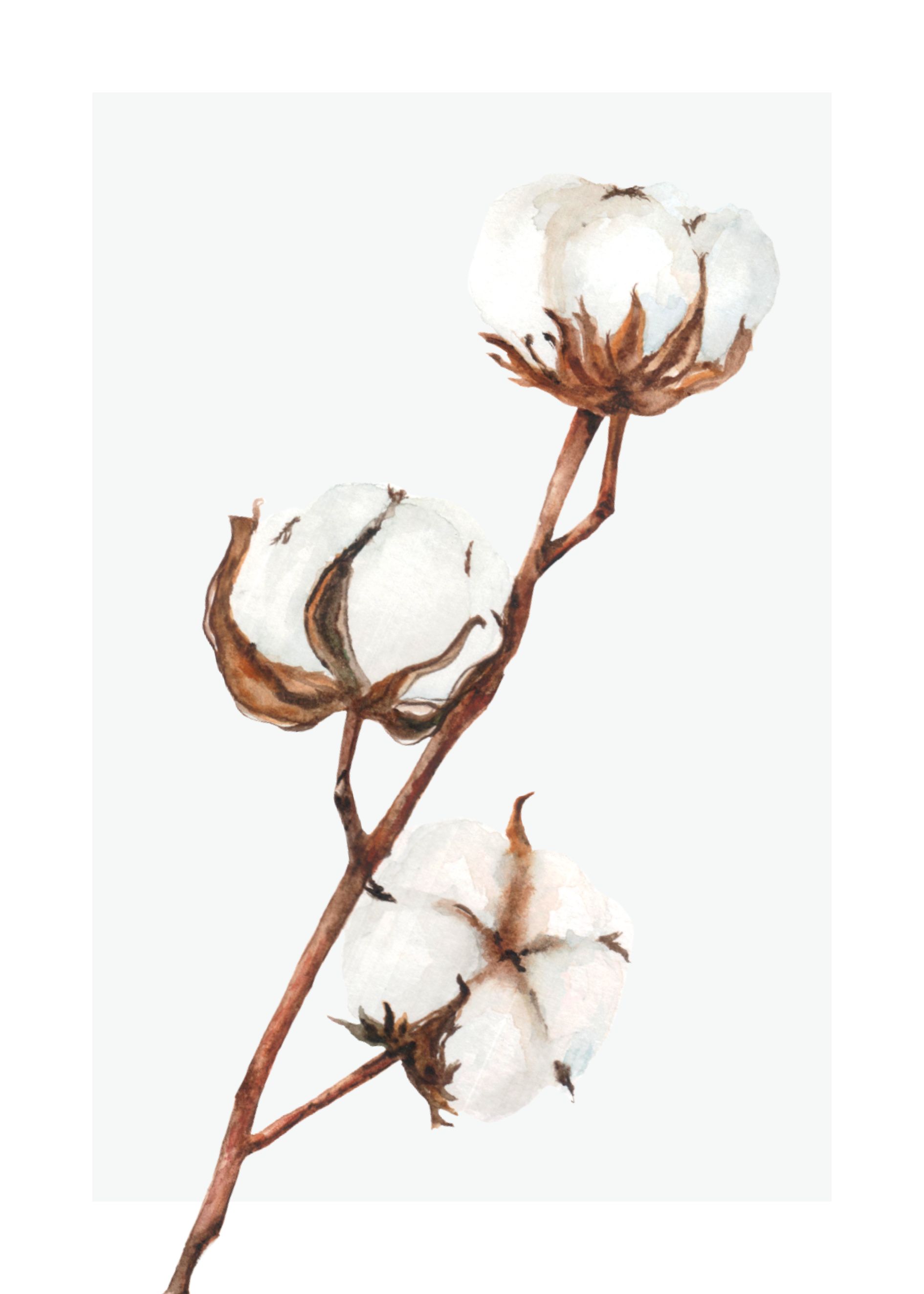 Cotton flower poster - 2