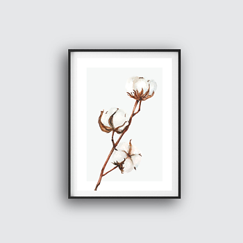 Cotton flower poster