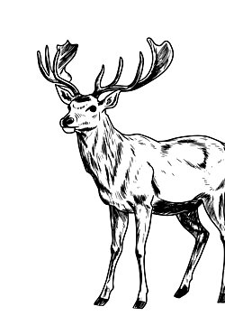 Deer illustration poster