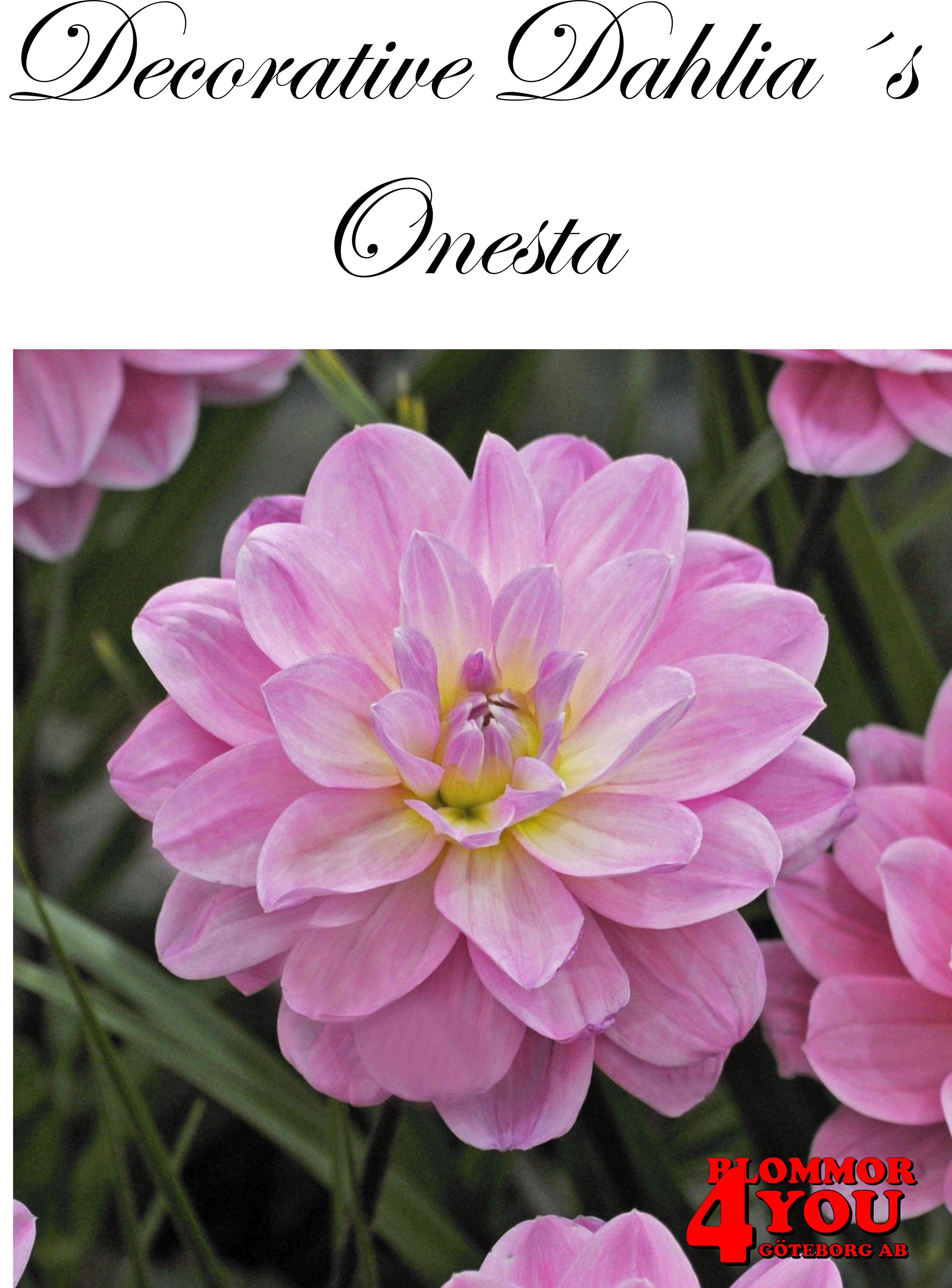Dahlia Onesta