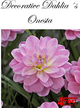 Dahlia Onesta