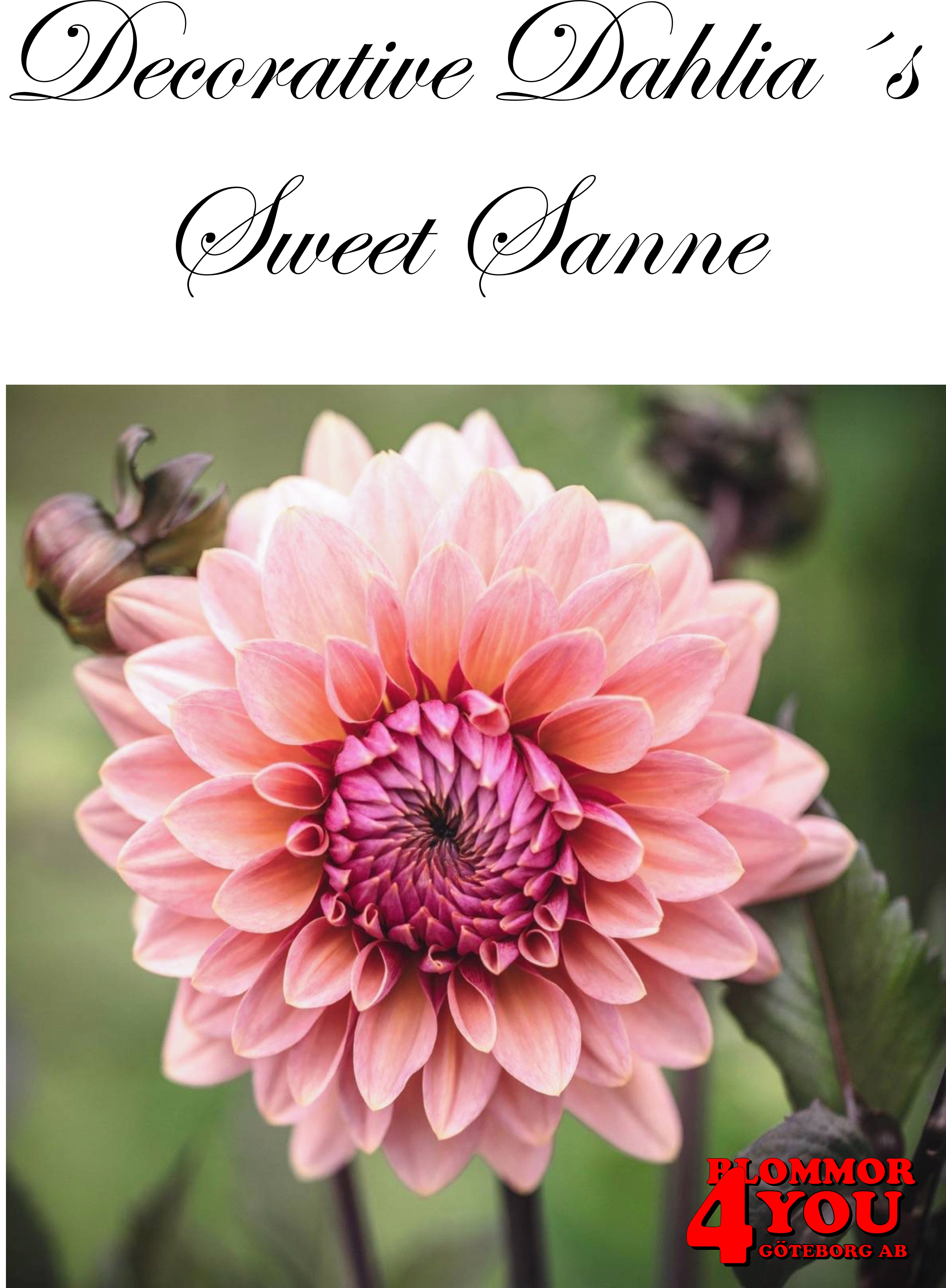 Dahlia Dekorativa Sweet Sanne