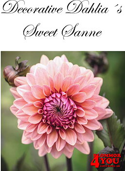 Dahlia Dekorativa Sweet Sanne