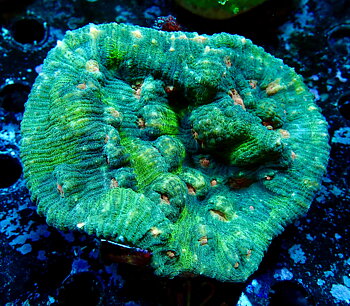 Echinophyllia spp.  chalice