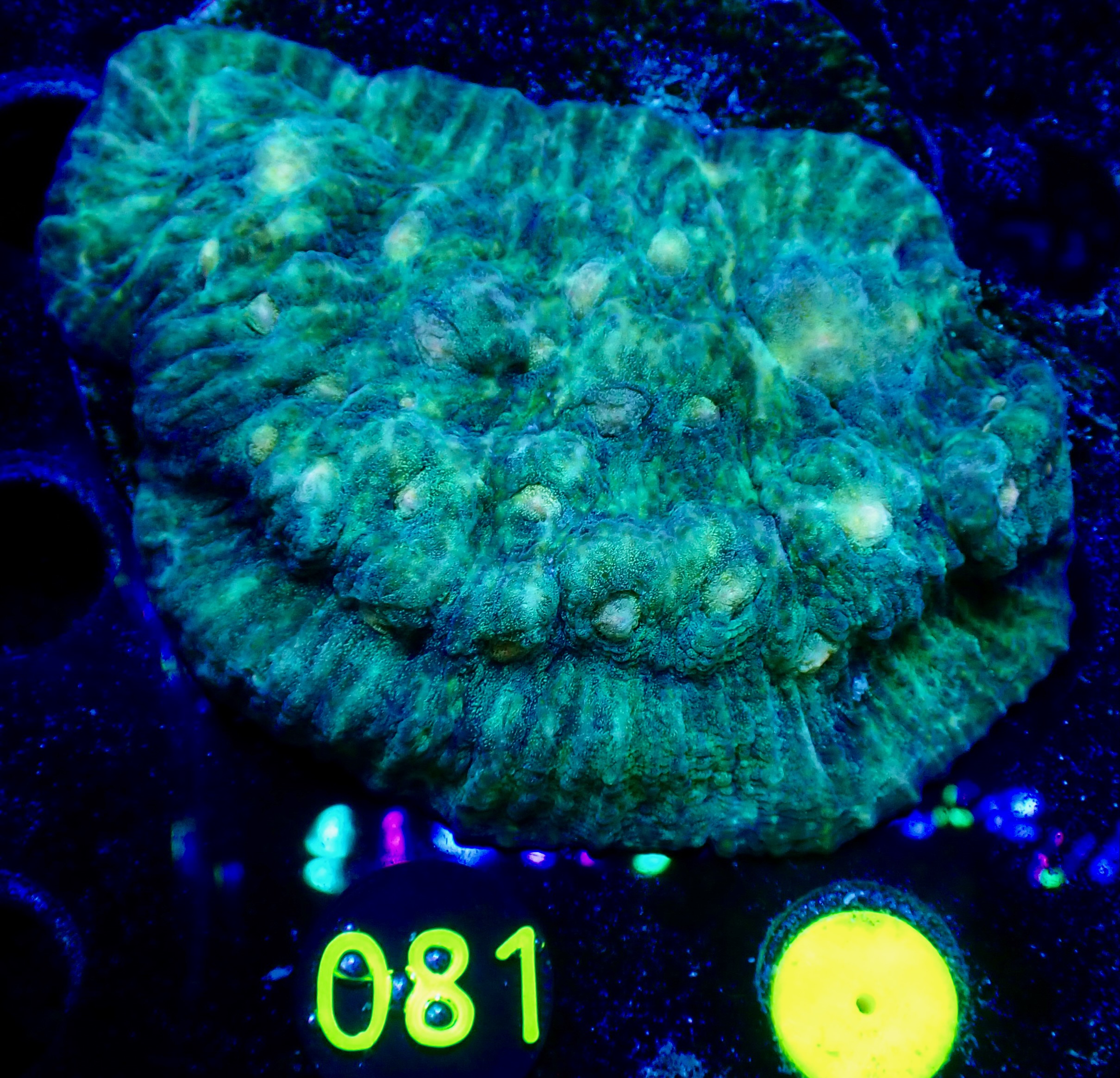 Echinophyllia spp.  chalice