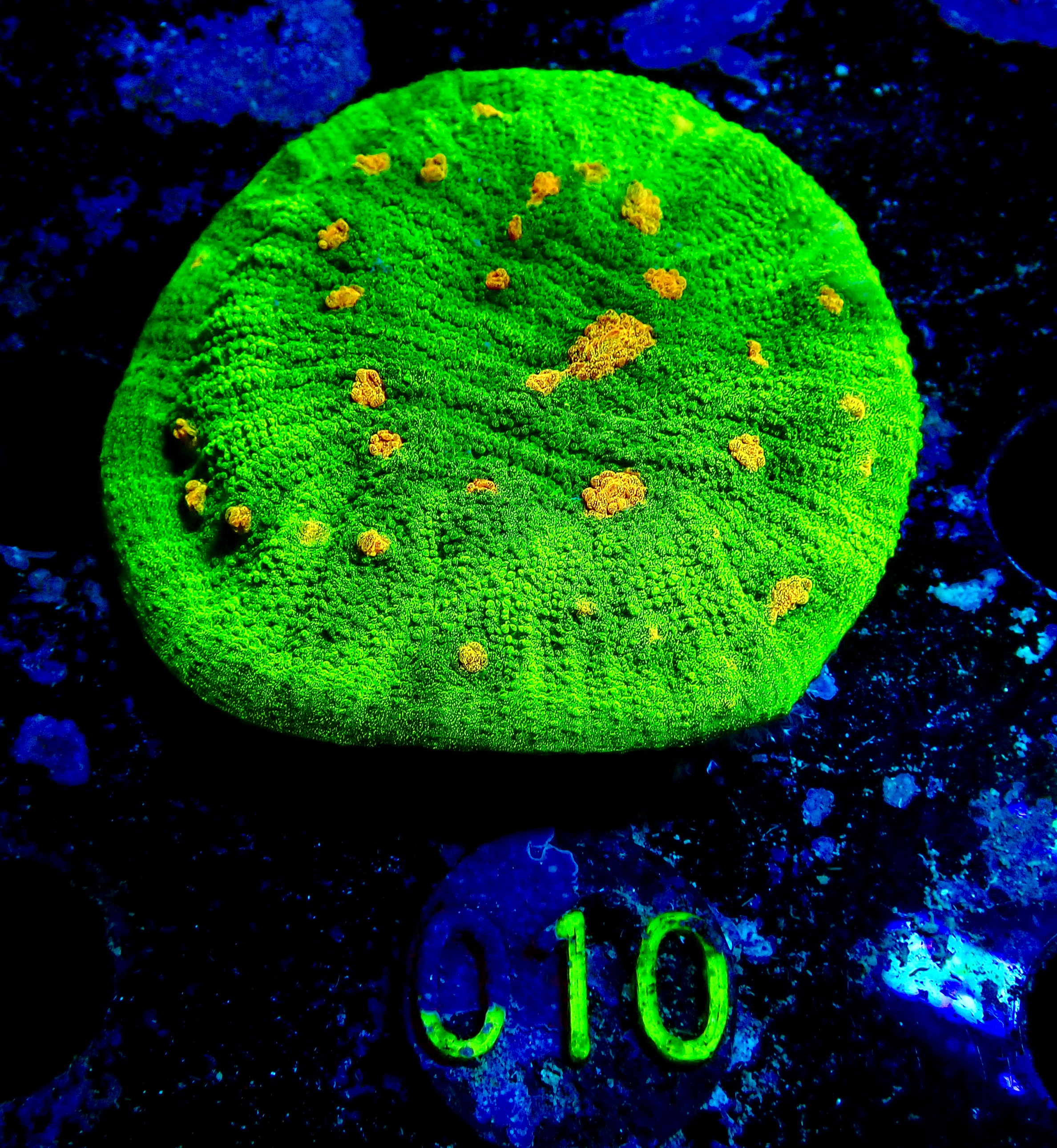 Echinophyllia sp. Space invader