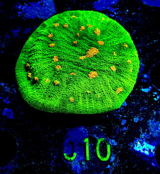 Echinophyllia sp. Space invader