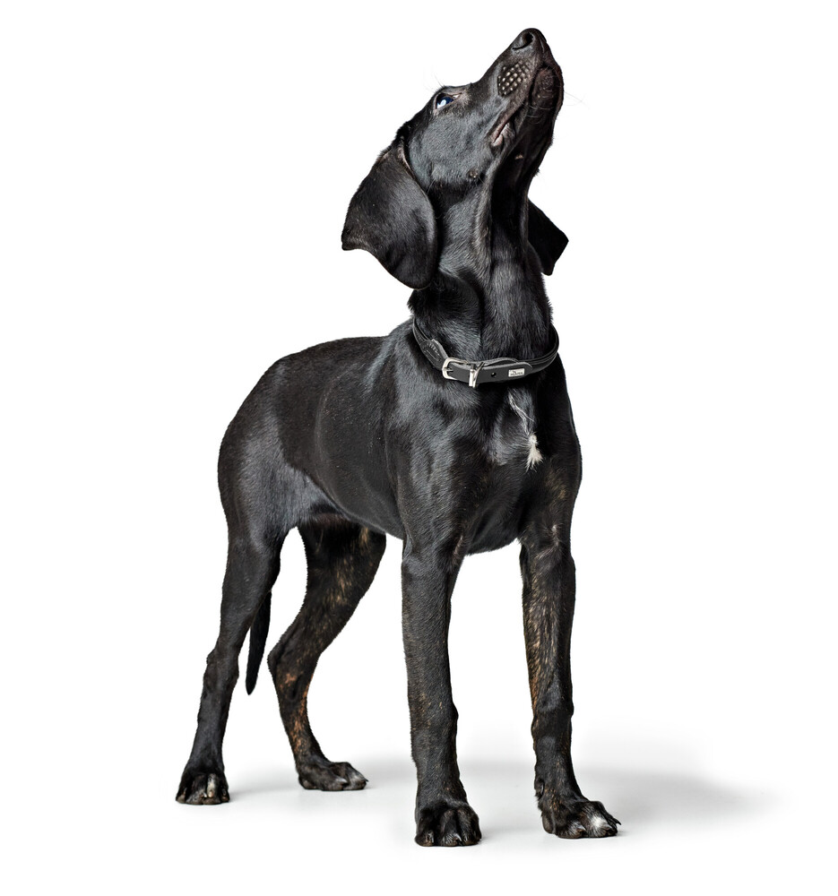 HUNTER Round & Soft Canadian Up halsband svart - 3