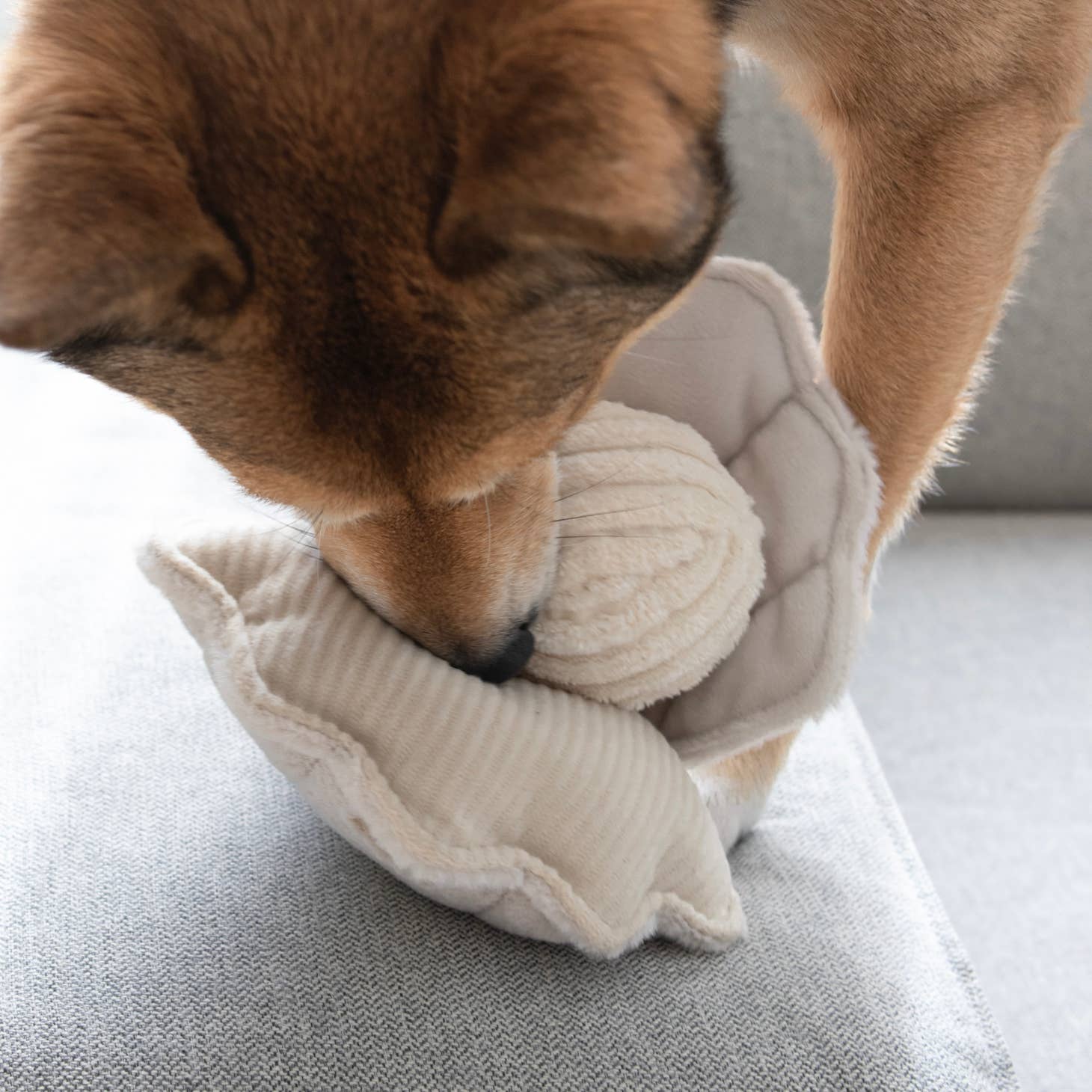 Lambwolf Oyster Dog Toy - 3