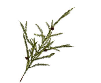 Silkka Flower Coniferous Pine Green 