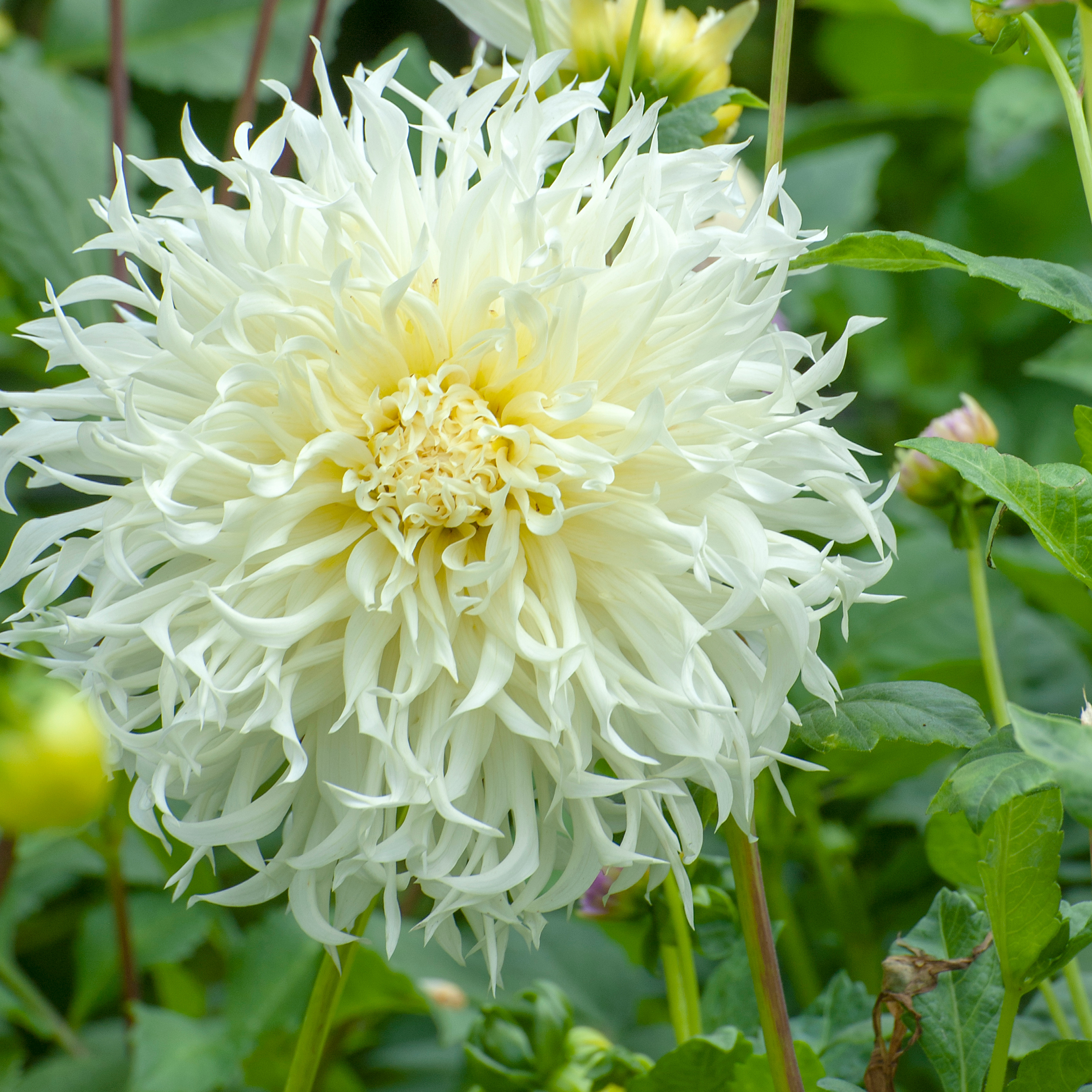 Dahlia  Mamma Tsuki Nor Shisha " öppet pollinerade 5 frön