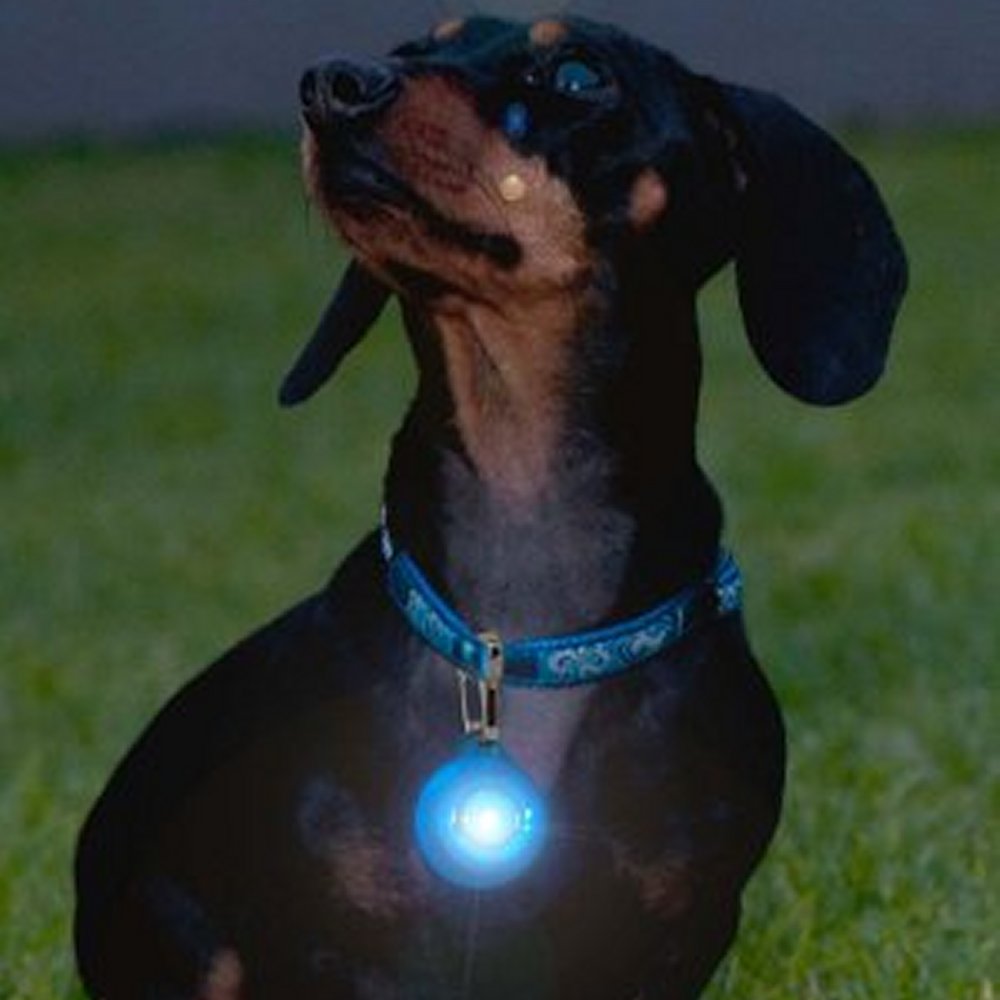 Rogz Blinki - 3