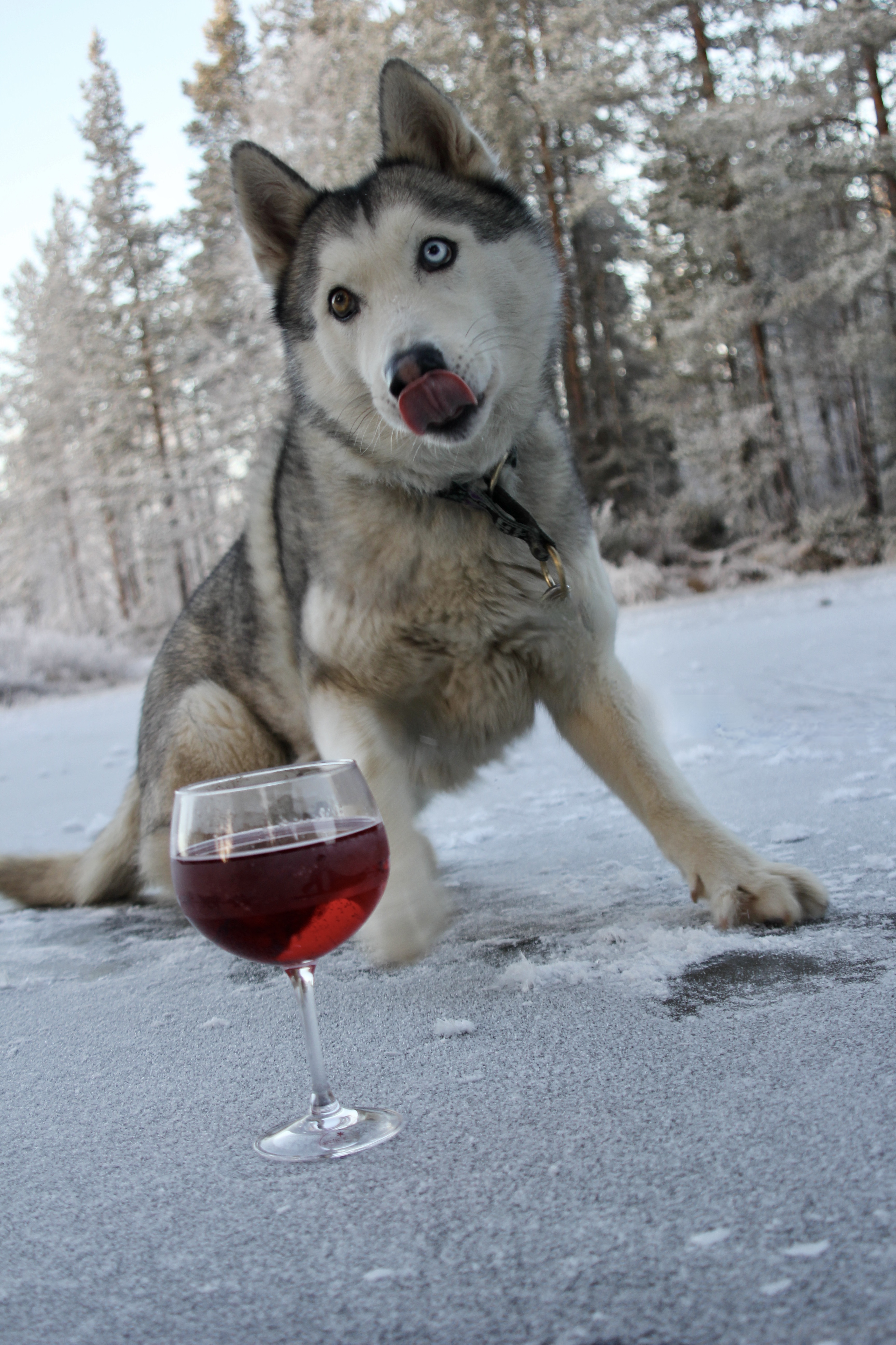 Ginglas / Apérolglas Sledhundar - 4
