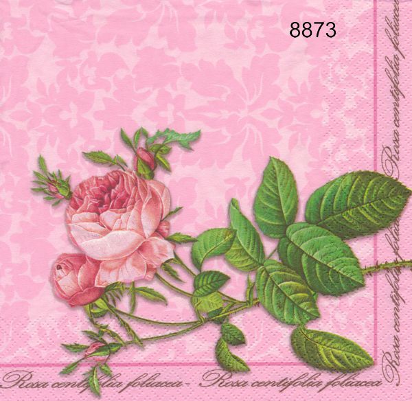 Ros på rosa botten