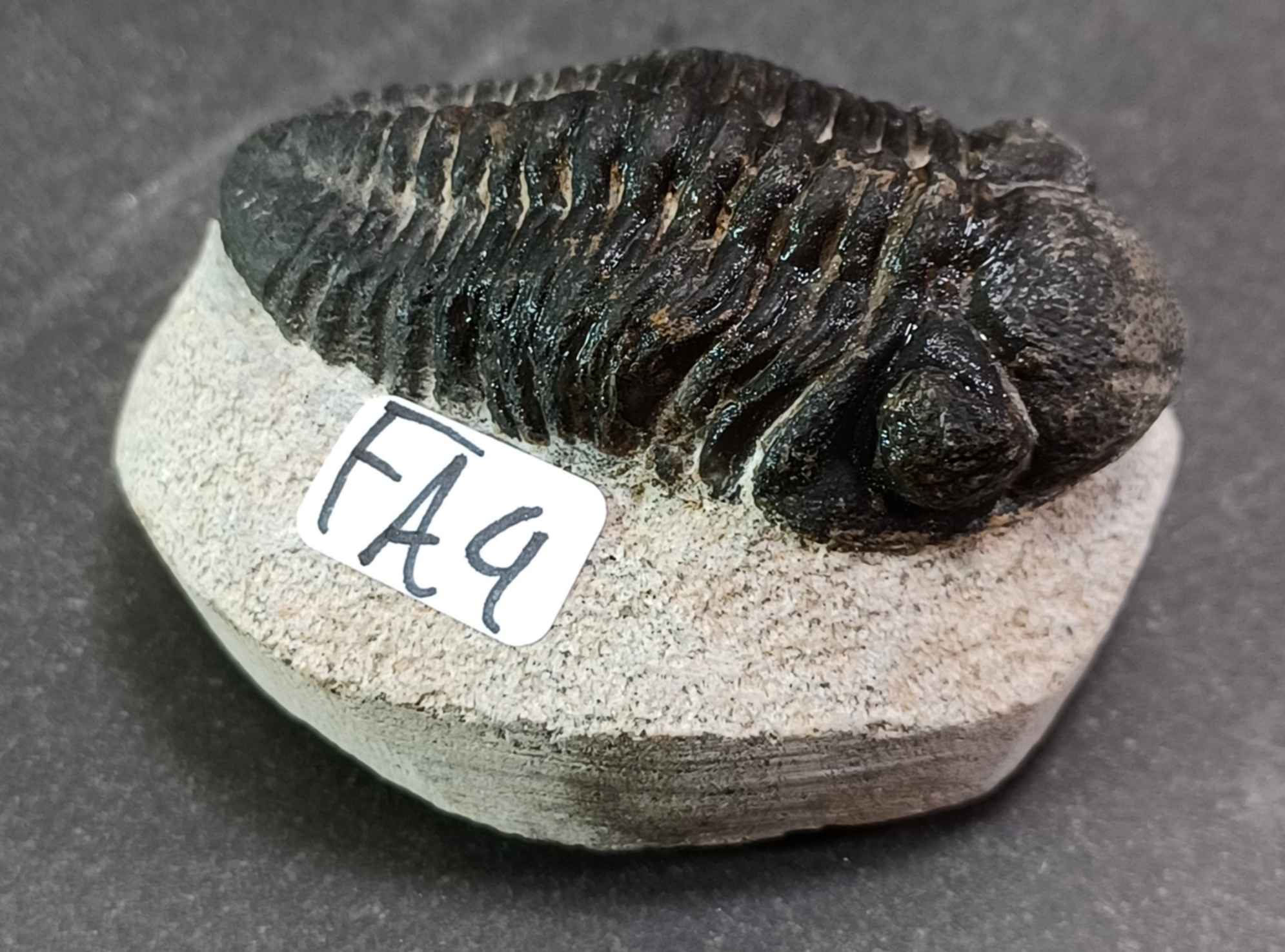 Trilobit Fossil i Grundsten - FA1-10 - 4