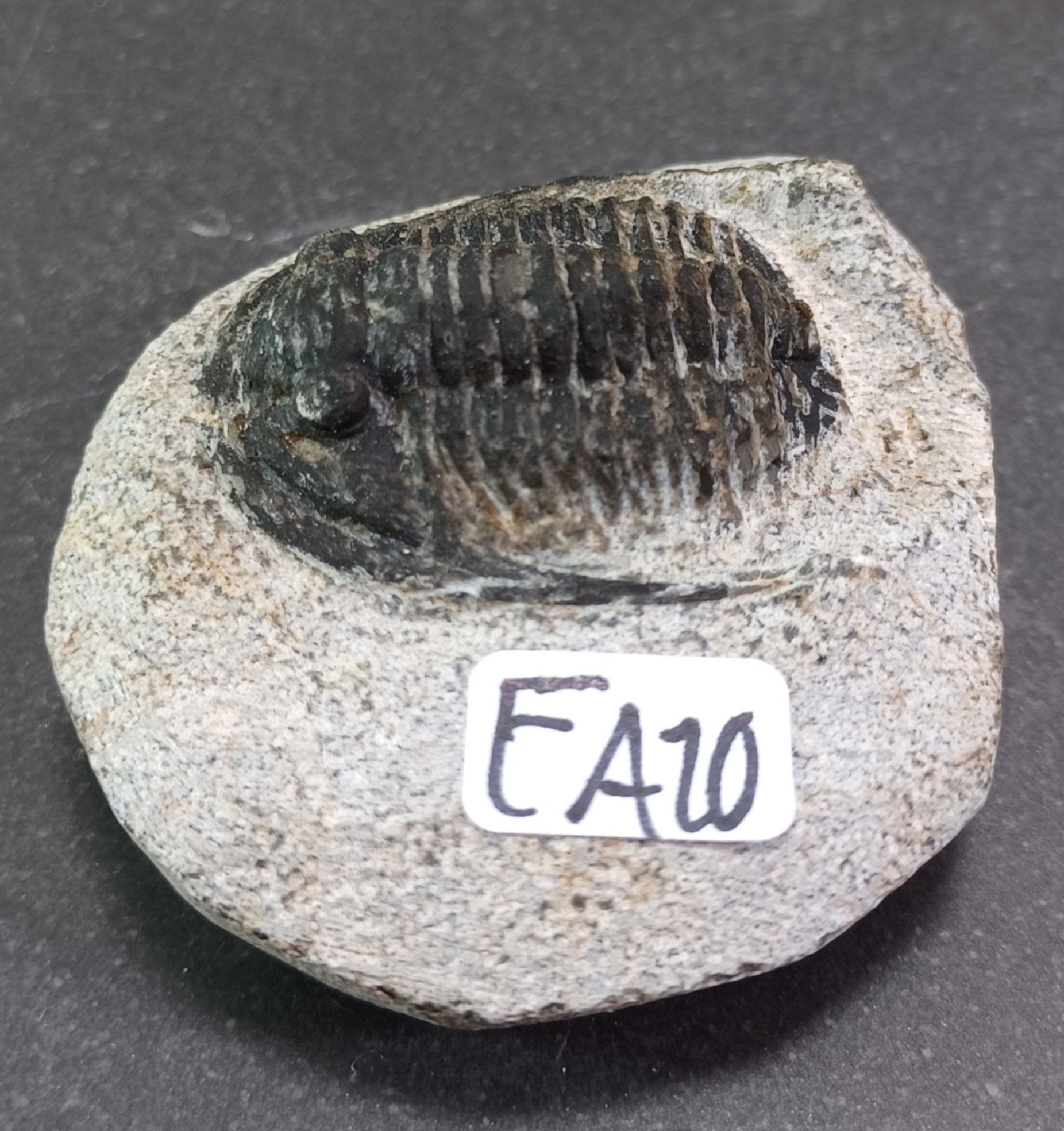 Trilobit Fossil i Grundsten - FA1-10 - 10