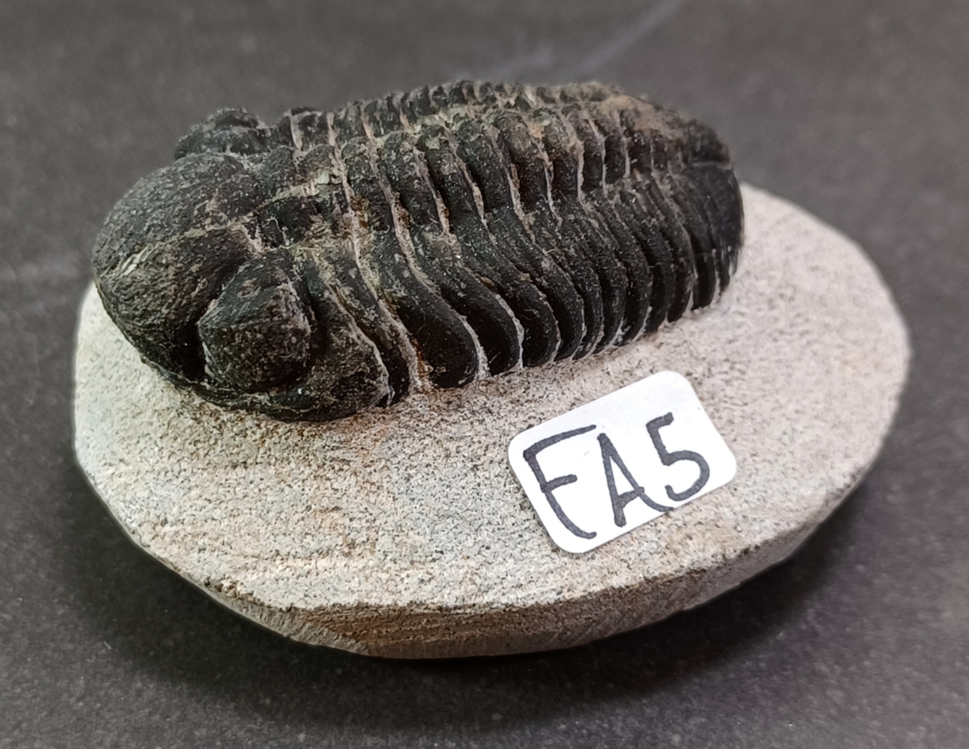 Trilobit Fossil i Grundsten - FA1-10 - 5