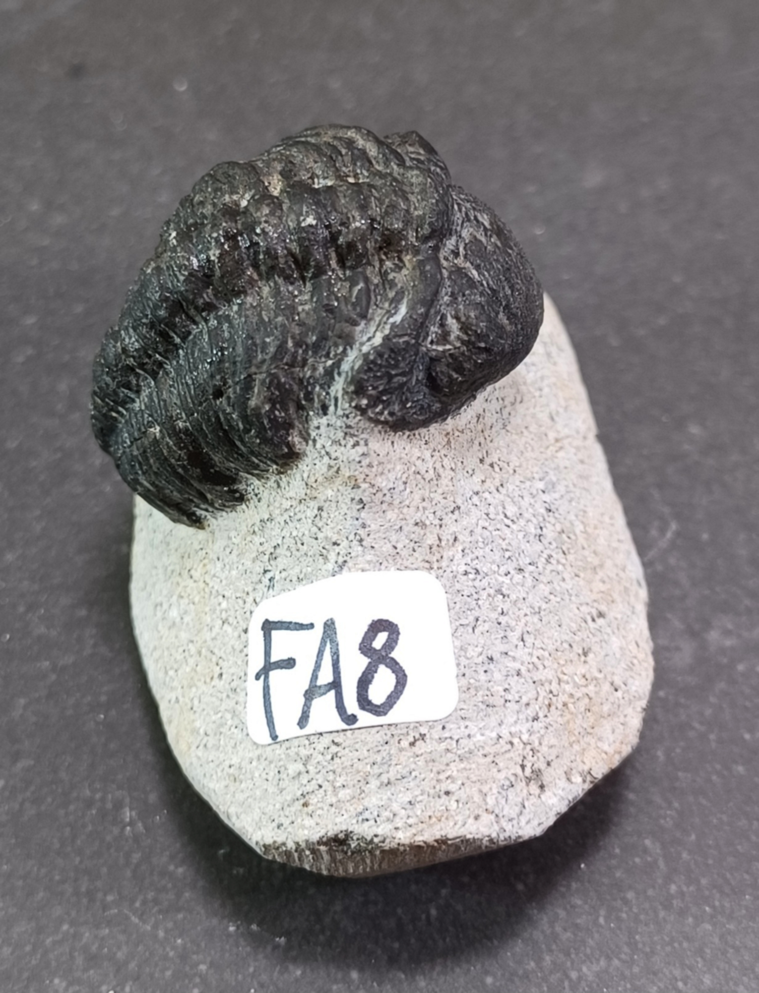 Trilobit Fossil i Grundsten - FA1-10 - 8