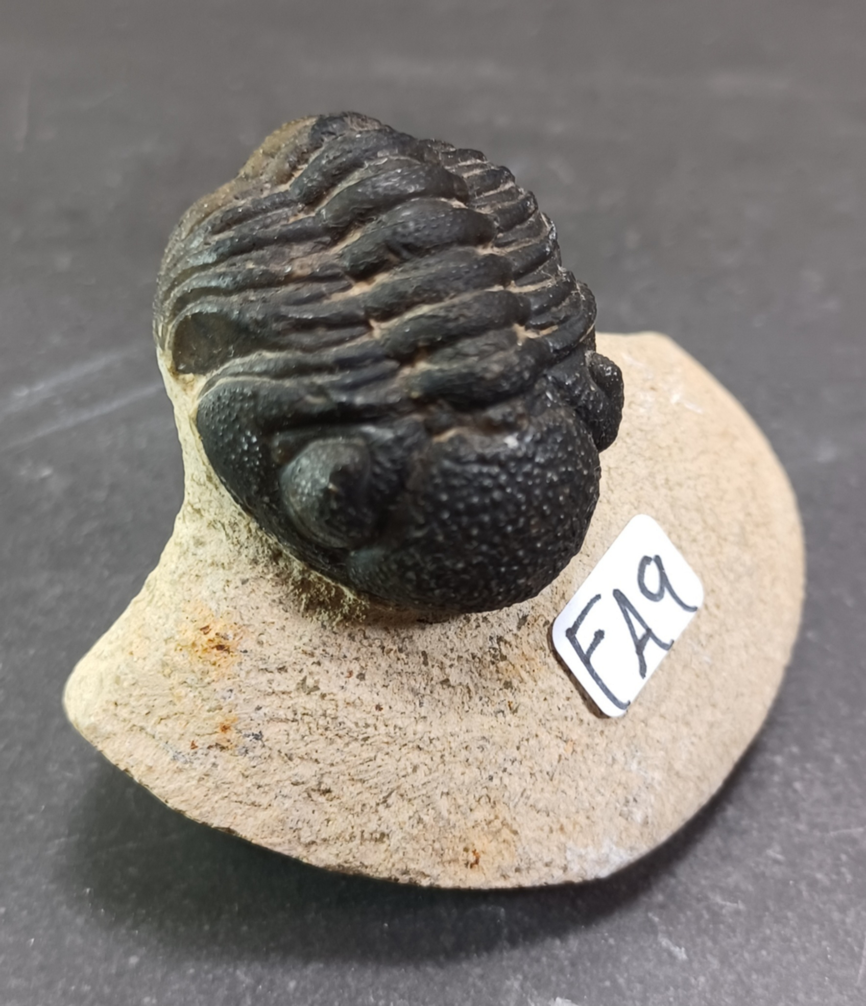 Trilobit Fossil i Grundsten - FA1-10 - 9