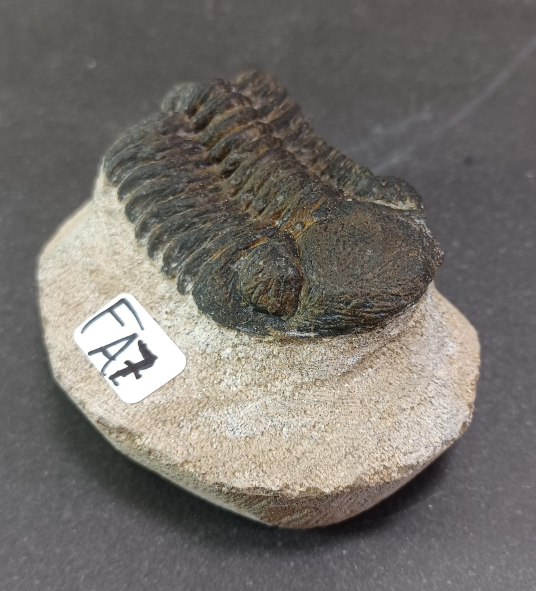 Trilobit Fossil i Grundsten - FA1-10 - 7